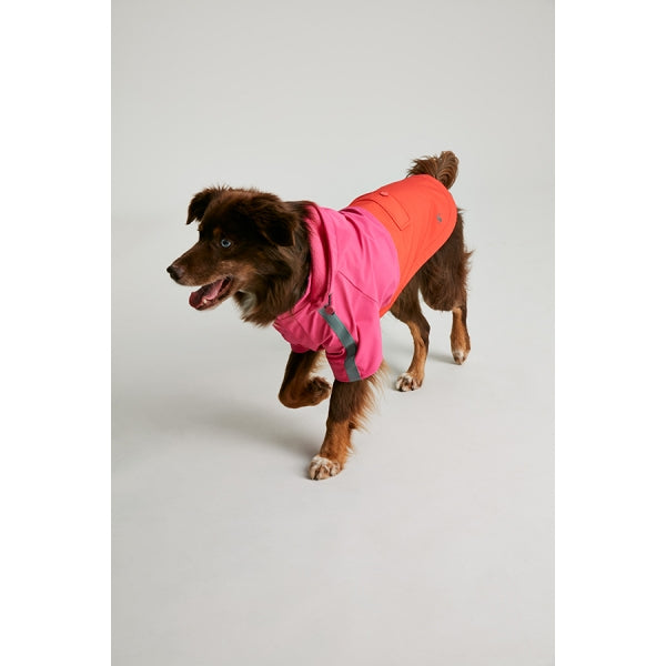 Dog running wearing Joules Lydford Rain Coat