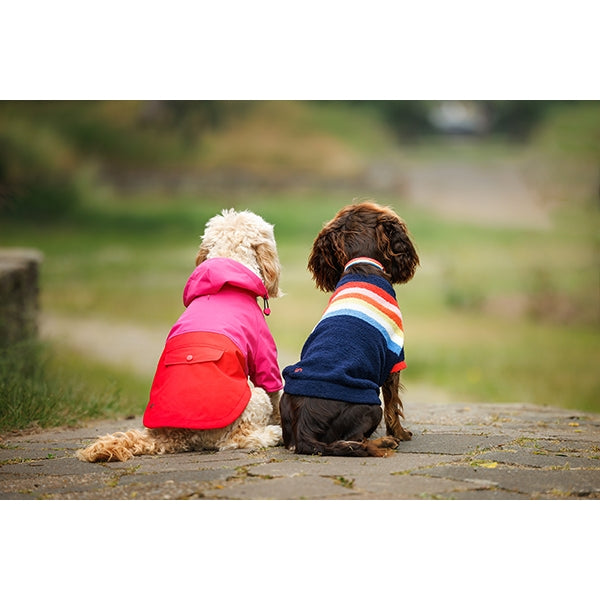 Rear view of small dog wearing Joules Lydford Rain Coat