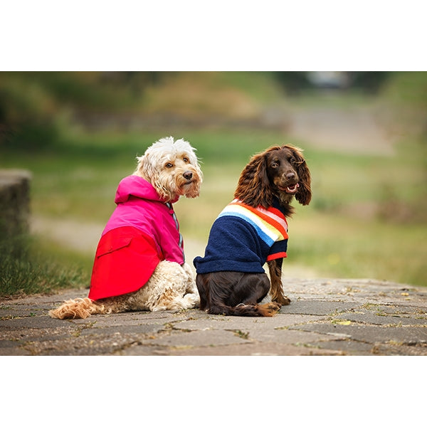 Small dog wearing Joules Lydford Rain Coat