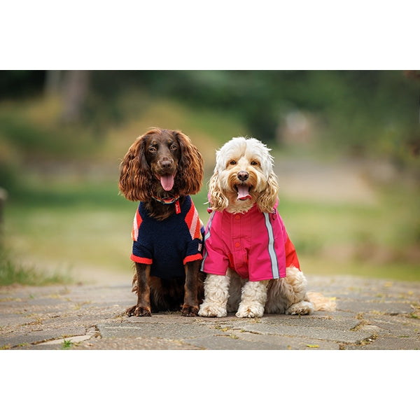 Front view of small dog wearing Joules Lydford Rain Coat