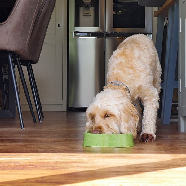 Dog eating from Eco Heart Bowl