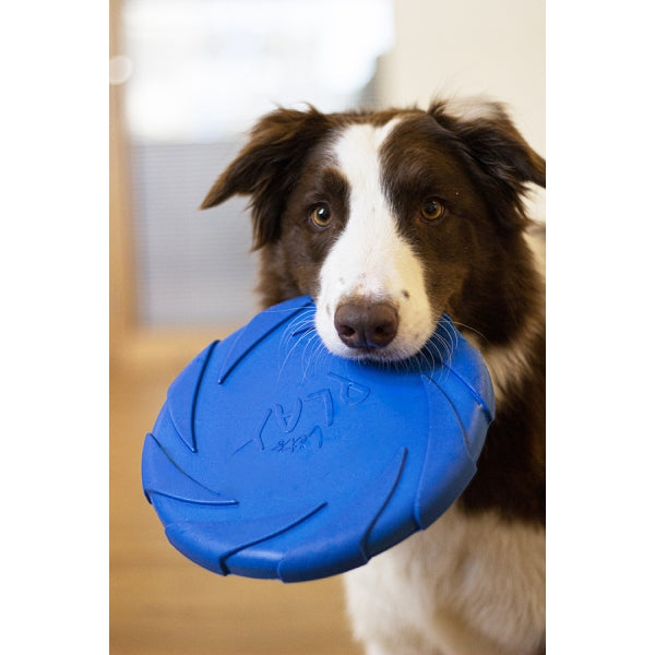 Dog holding Battersea Foam Frisbee