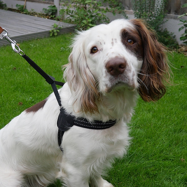 Front view of dog wearing Reflective Easy Fit Harness