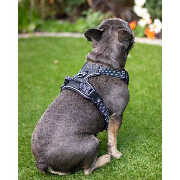 Rear view of dog wearing Rosewood Reflective Dog Harness in black