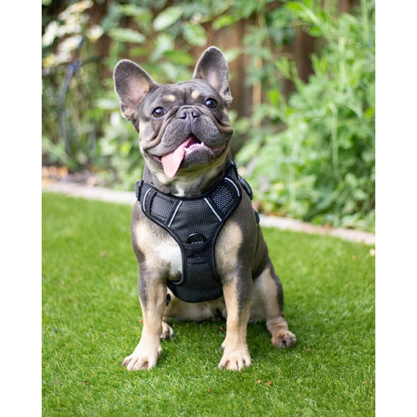 Front view of dog wearing Rosewood Reflective Dog Harness in black