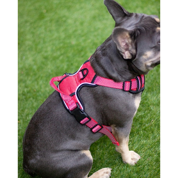 Rear view of dog wearing Rosewood Reflective Dog Harness in red