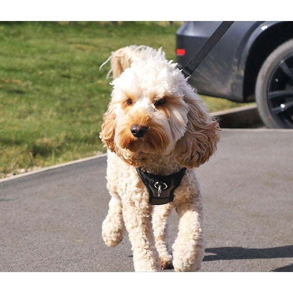 Dog wearing Coastal Training Front-Connect Padded Dog Harness