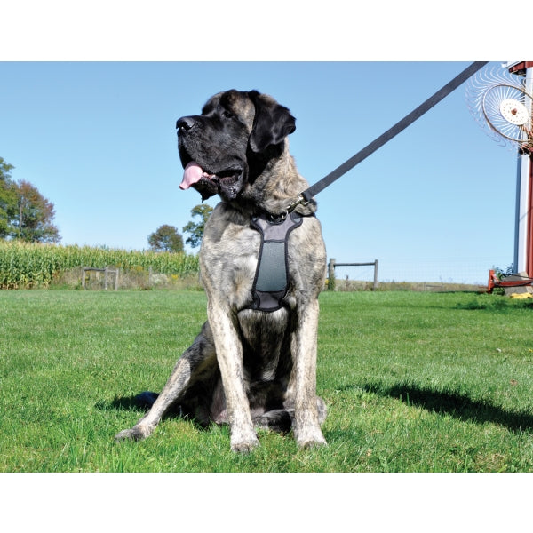 Large dog wearing Coastal Training Front-Connect Padded Dog Harness