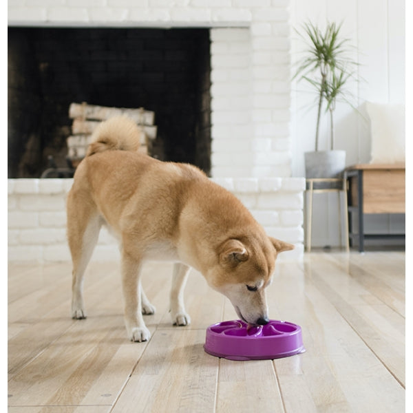 Dog eating from Outward Hound Fun Feeder Flower Bowl