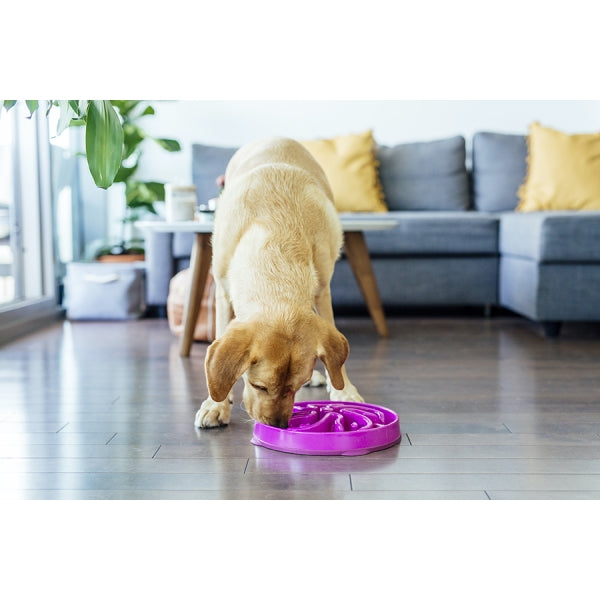 Large dog eating from Outward Hound Fun Feeder Flower Bowl