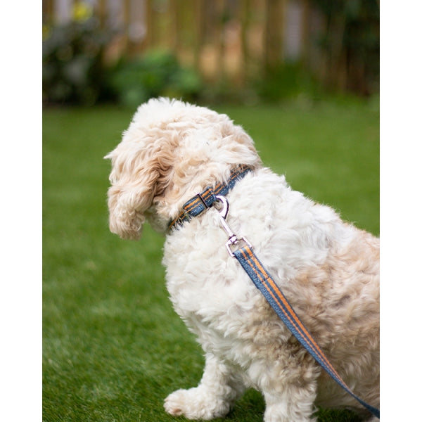 Dog wearing Rosewood Reflective Adjustable Dog Collar in blue