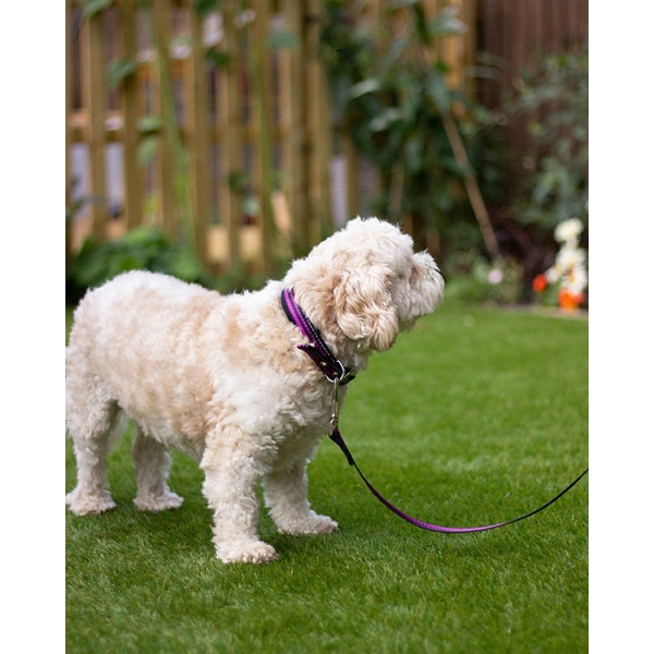 Dog wearing Rosewood Reflective Dog Lead in black