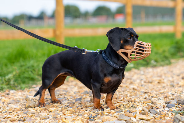 Dachshund wearing Baskerville Classic Muzzle