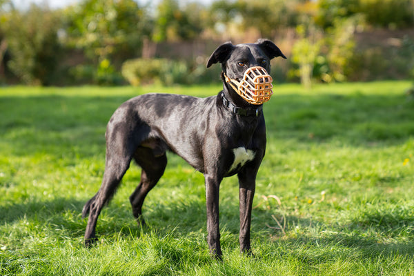 Dog wearing Baskerville Classic Muzzle