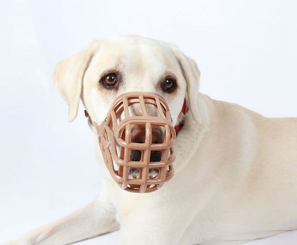 Labrador wearing Baskerville Classic Muzzle