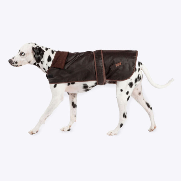 Dalmatian wearing Danish Design FatFace Sussex Wax Dog Coat