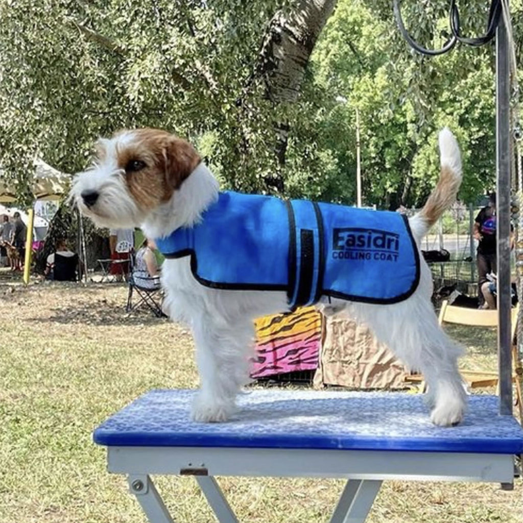 Small Terrier wearing Easidri Cooling Coat