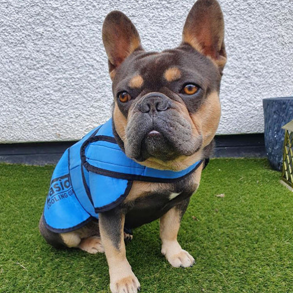 French Bulldog wearing Easidri Cooling Coat