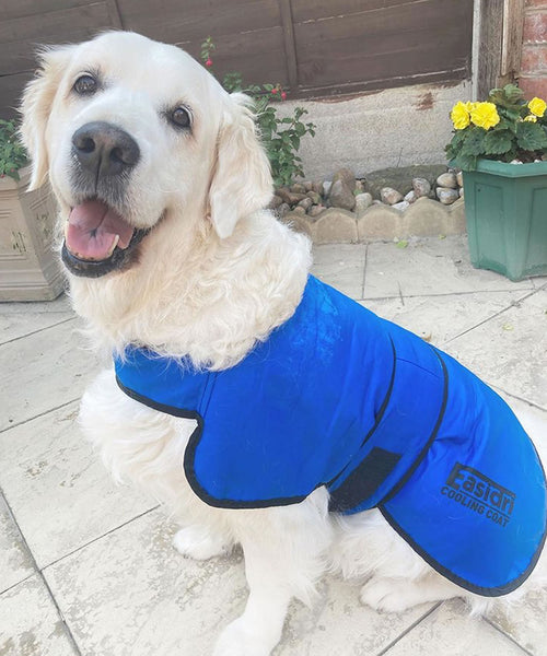 Golden Retriever wearing Easidri Cooling Coat