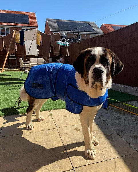 Large breed dog wearing Easidri Cooling Coat