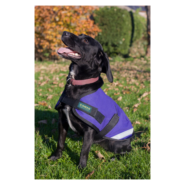 Dog wearing Classic Canvas Waterproof Coat in purple