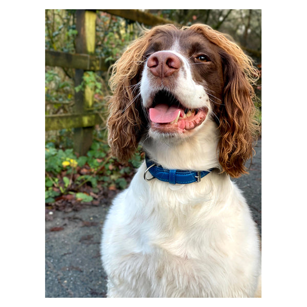 Dog wearing Cameo Canine Core Collection Collar in Cobalt Blue