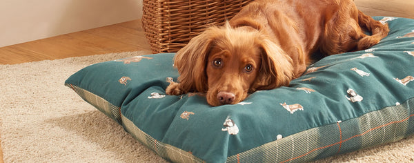 Dog laying on Laura Ashley Park Dogs Deep Duvet