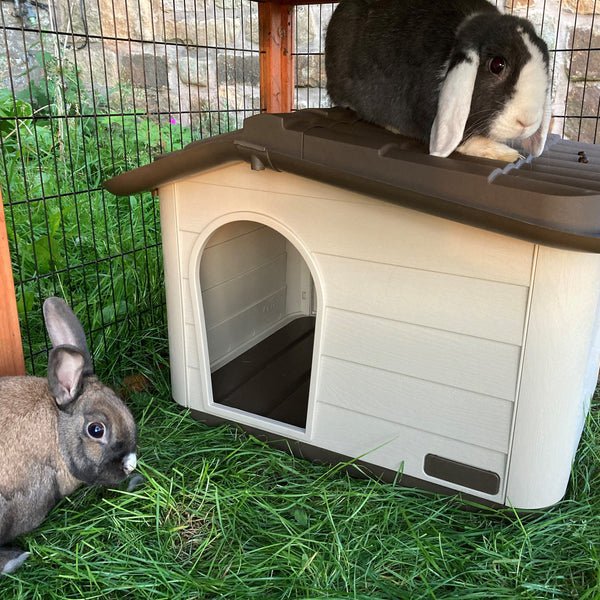 Resident rabbits Rupert and Bugs testing out their new Knock-down Pet House in brown