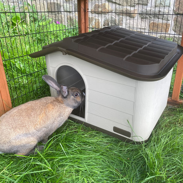 Resident rabbit Rupert inspecting his new Knock-down Pet House in brown