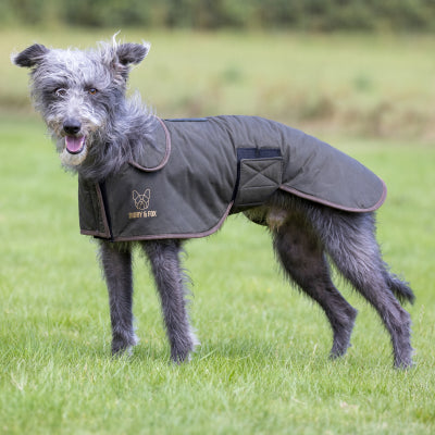 Dog wearing Digby & Fox Wax Greyhound Coat