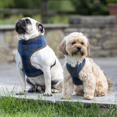 Two dogs wearing Digby & Fox Tweed Dog Harness in Navy