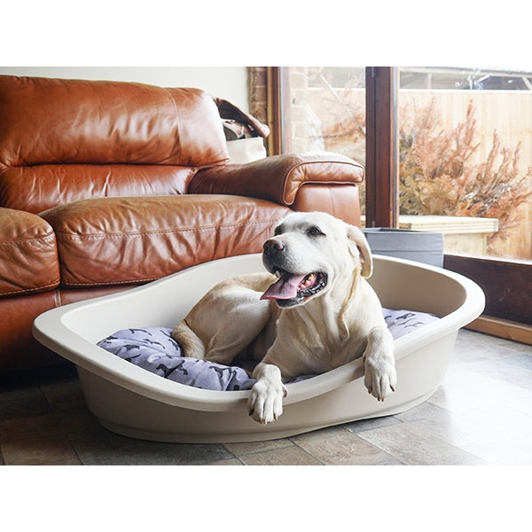 A dog laying on an All Seasons Mattress