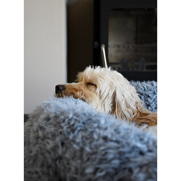 Dog resting in Silver Fluff Bed