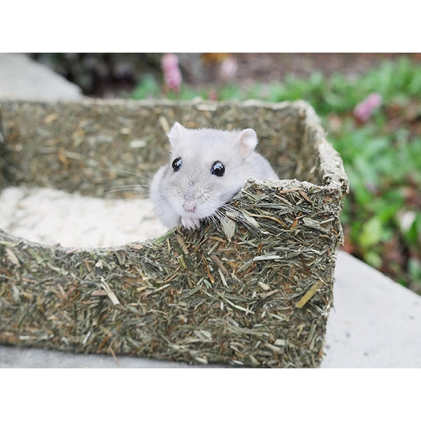 Hamster peeking from Rollin' Rodent Sand Bath