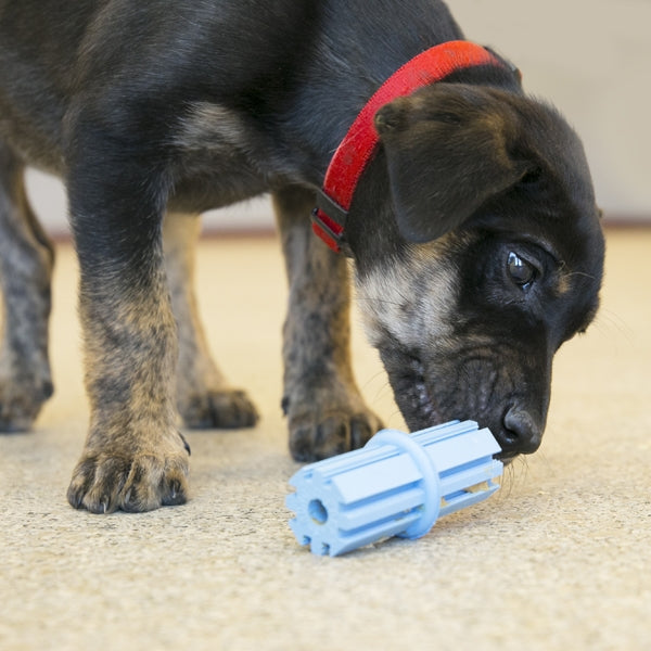 Puppy Dental Stick