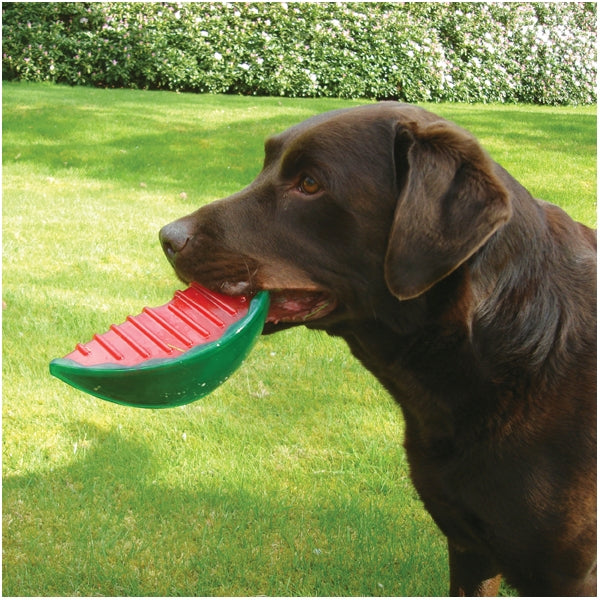 Dog playing with Watermelon Biosafe Toy