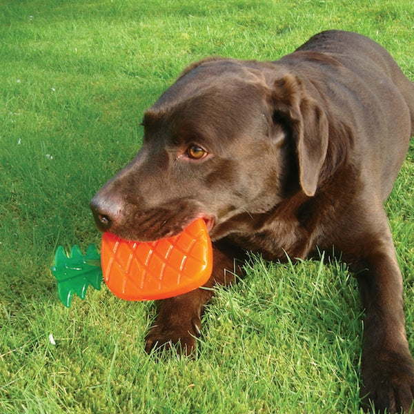 Dog playing with Biosafe Pineapple Toy