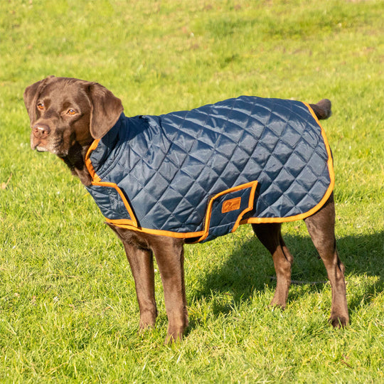 Large dog wearing Benji & Flo Quilted Dog Coat
