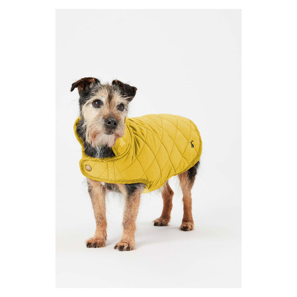 Dog wearing Joules Quilted Dog Coat in Antique Gold