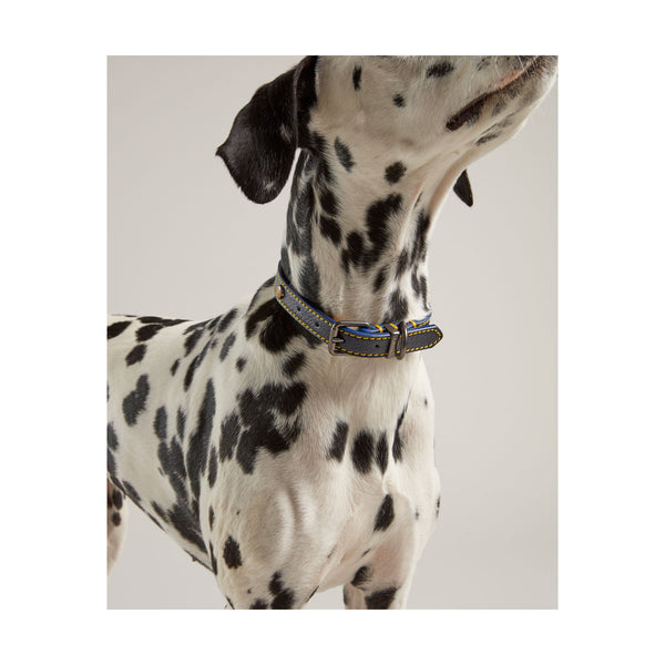 Dog wearing Joules Leather Dog Collar in navy