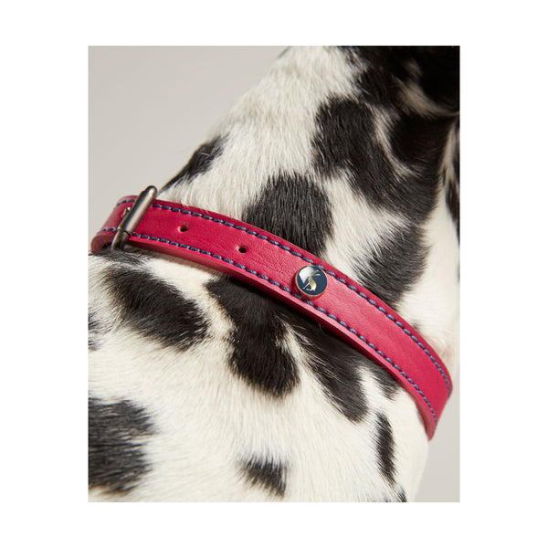 Close up of dog wearing Joules Leather Dog Collar in pink