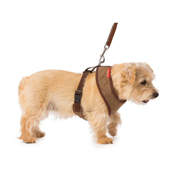 Small dog wearing House of Paws Memory Foam Harness