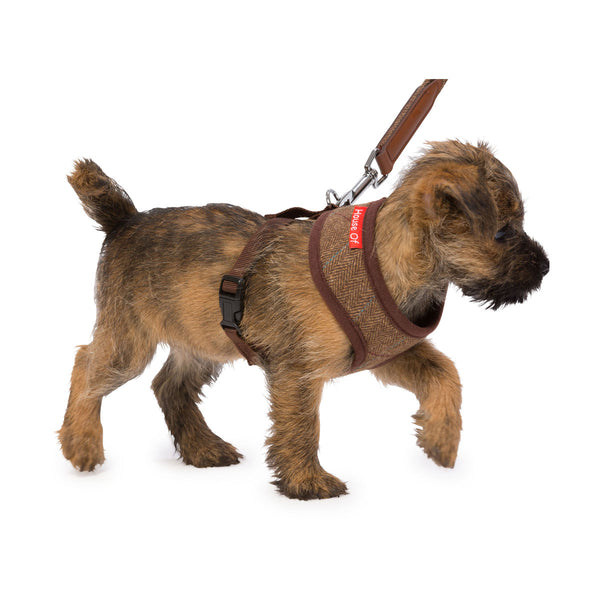 Puppy wearing House of Paws Memory Foam Harness