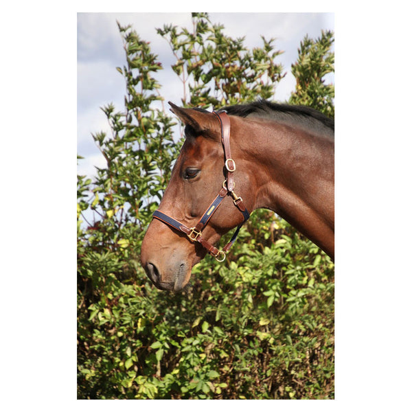 Coldstream Bathan Headcollar (seconds)