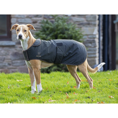 Dog wearing Digby & Fox Wax Dog Coat