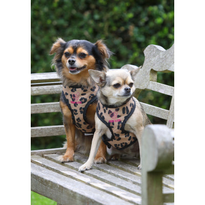Front view of two dogs wearing Digby & Fox Leopard Harness