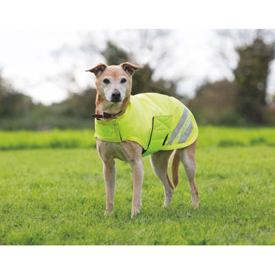 Dog wearing Equi-flector Dog Coat by Digby & Fox