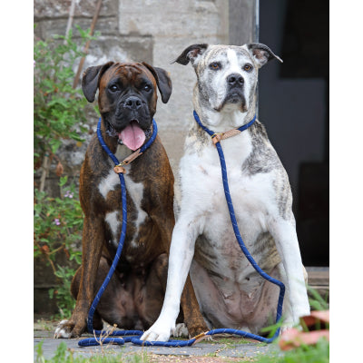 Dogs wearing Digby & Fox Reflective Slip Dog Lead in royal blue